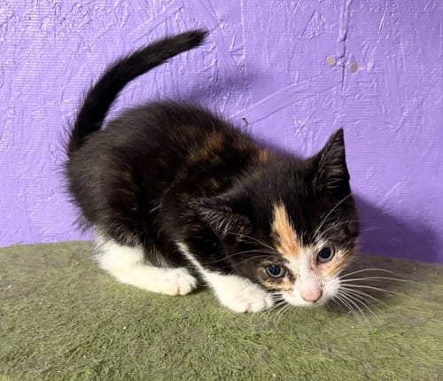 MOSAIC - Domestic Short Hair available for adoption