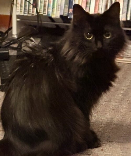 NAOMI - Domestic Long Hair available for adoption
