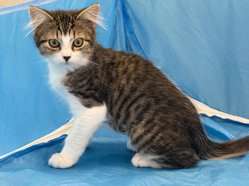 DORTHY - Domestic Short Hair available for adoption
