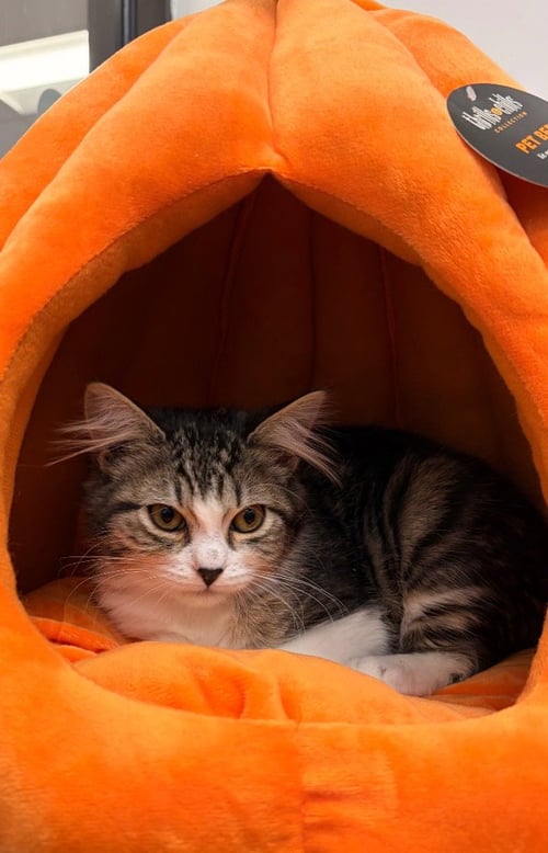 DORTHY - Domestic Short Hair available for adoption