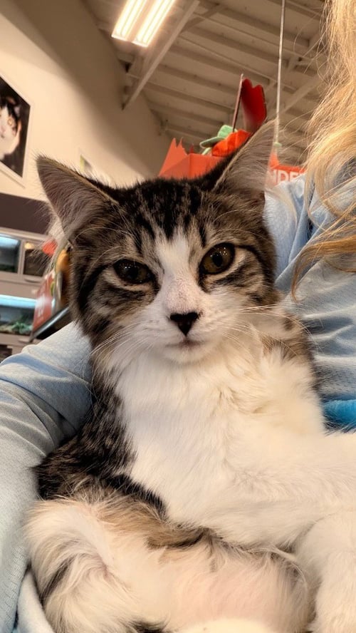 DORTHY - Domestic Short Hair available for adoption