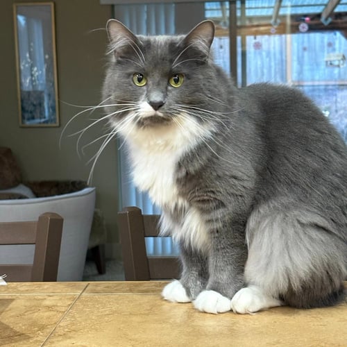 FLOWER - Domestic Medium Hair available for adoption