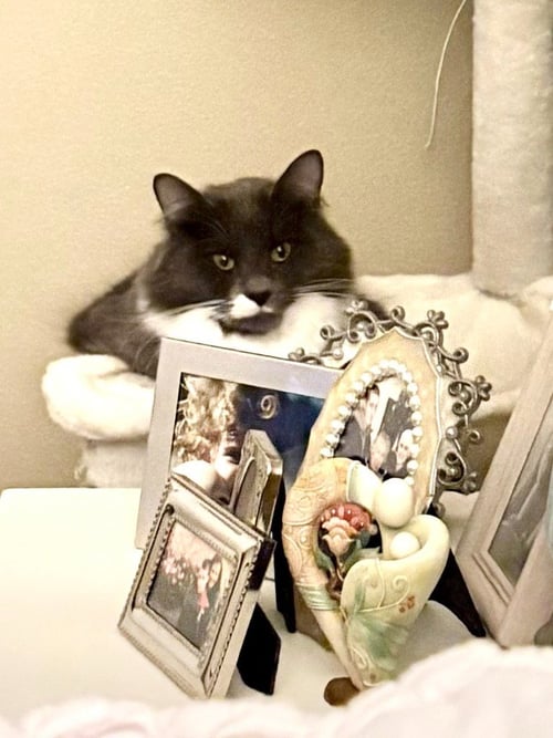 FLOWER - Domestic Medium Hair available for adoption
