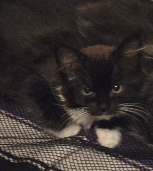 BLACKBERRY/ BARN CAT - Domestic Medium Hair available for adoption