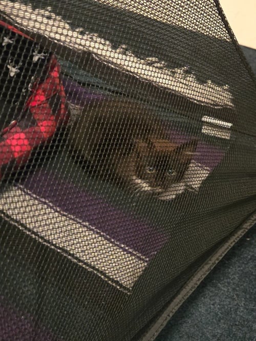 BLACKBERRY/ BARN CAT - Domestic Medium Hair available for adoption