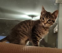 Lucky - Photo 2