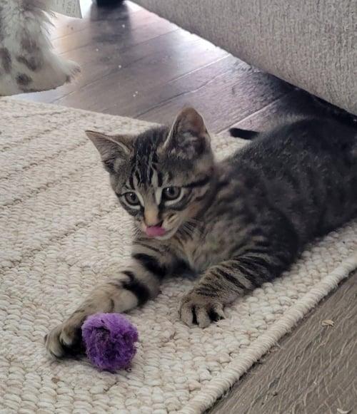 LUCKY - Domestic Short Hair available for adoption