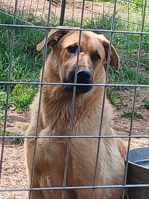 FENGEER - German Shepherd Dog / Chocolate Labrador Retriever for adoption in Vancouver