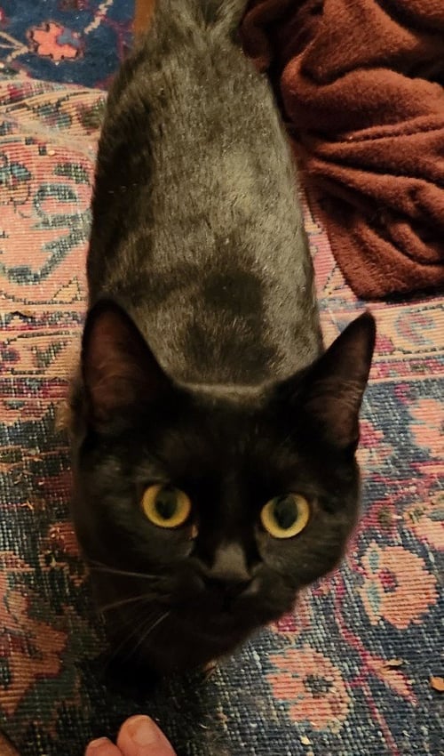 DOTTIE - Domestic Short Hair available for adoption