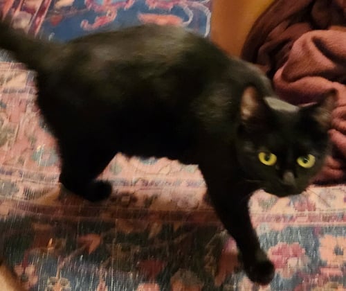 DOTTIE - Domestic Short Hair available for adoption