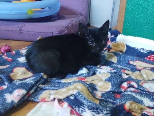 JANIE RIZZOLI - Domestic Short Hair for adoption in Vancouver