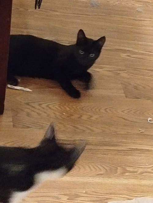 JANIE RIZZOLI - Domestic Short Hair for adoption in Vancouver