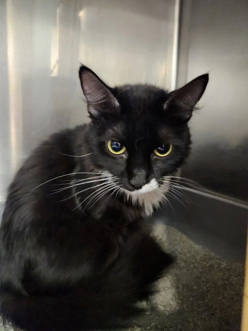 BOOTSIE - Domestic Medium Hair available for adoption