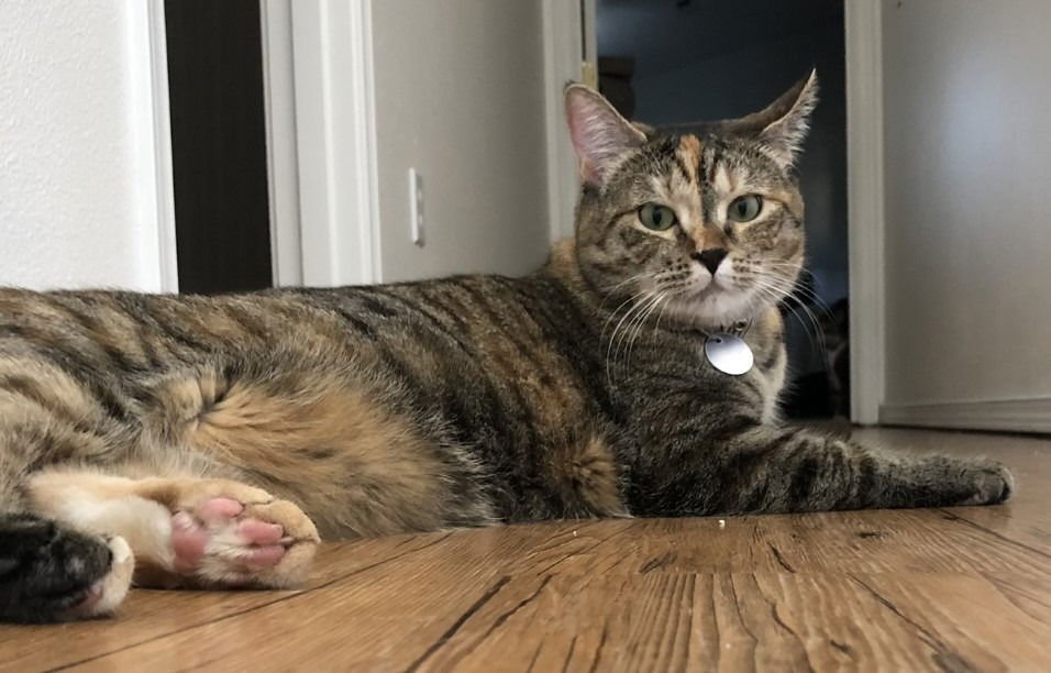 KIKI - Domestic Short Hair available for adoption