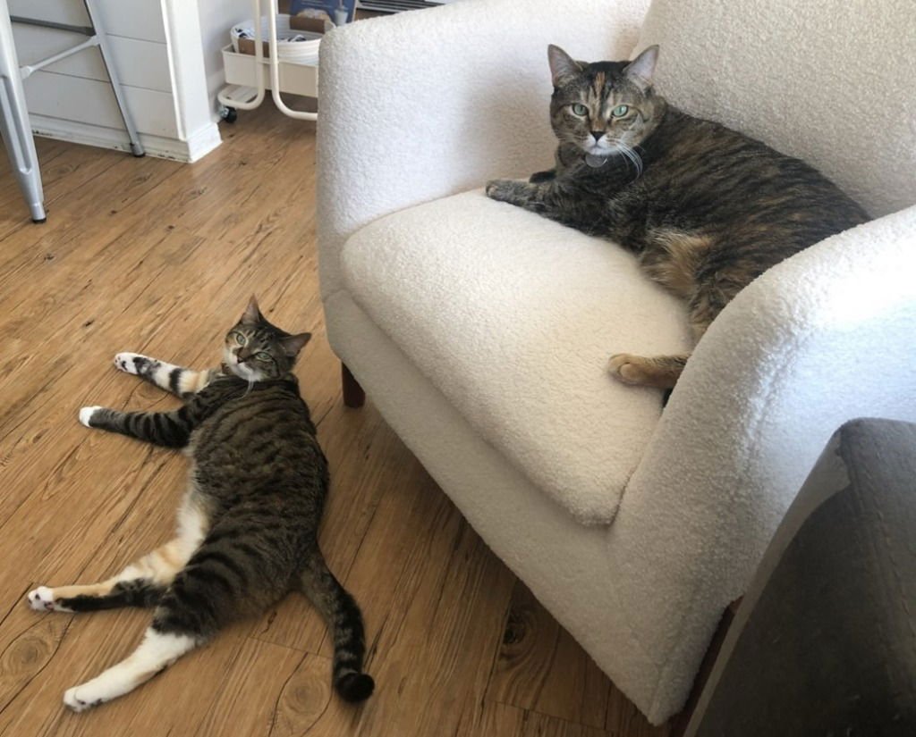 KIKI - Domestic Short Hair available for adoption