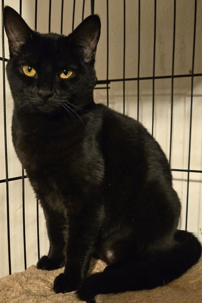 CINDERS - Domestic Short Hair available for adoption
