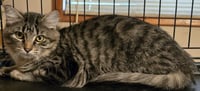 Tiger Lily - Photo 2