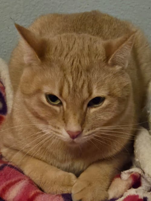 MISSY - Domestic Short Hair for adoption in Vancouver