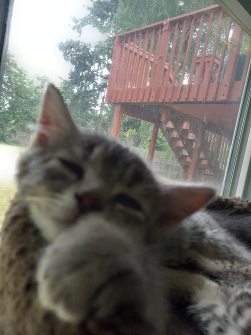 BUTTON - Domestic Short Hair available for adoption