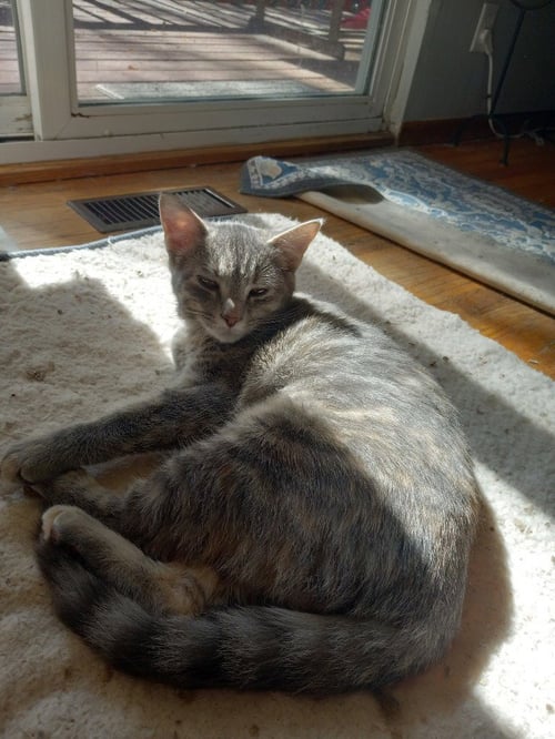 BUTTON - Domestic Short Hair available for adoption