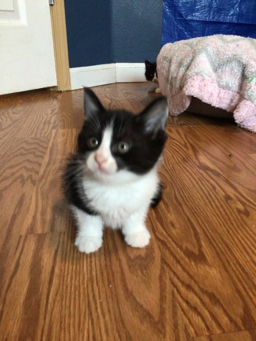 ROSINA - Domestic Short Hair available for adoption