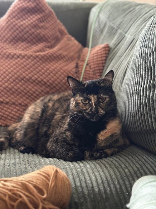 TOOTSIE - Domestic Short Hair for adoption in Gresham