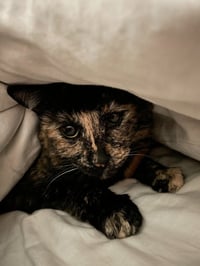 Tootsie - Photo 2