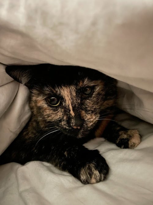 TOOTSIE - Domestic Short Hair available for adoption