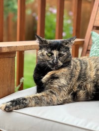 Tootsie - Photo 3
