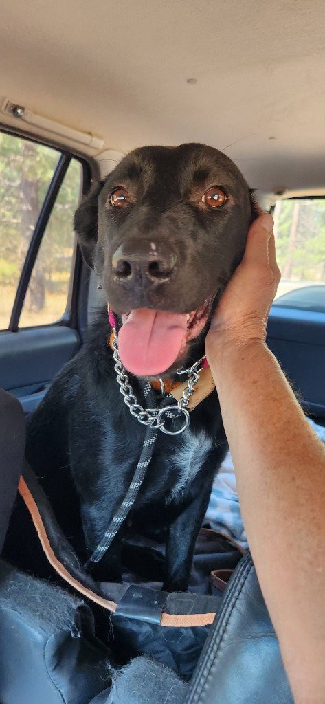 CARMEN - Labrador Retriever / Australian Shepherd available for adoption