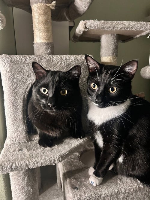 AB-CHANDLER - Domestic Long Hair available for adoption