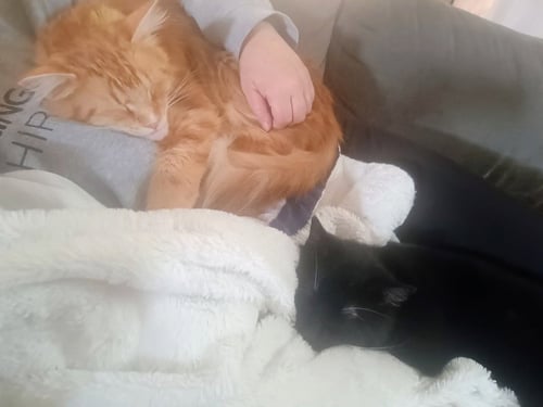 JJ - BATTY - Domestic Short Hair available for adoption