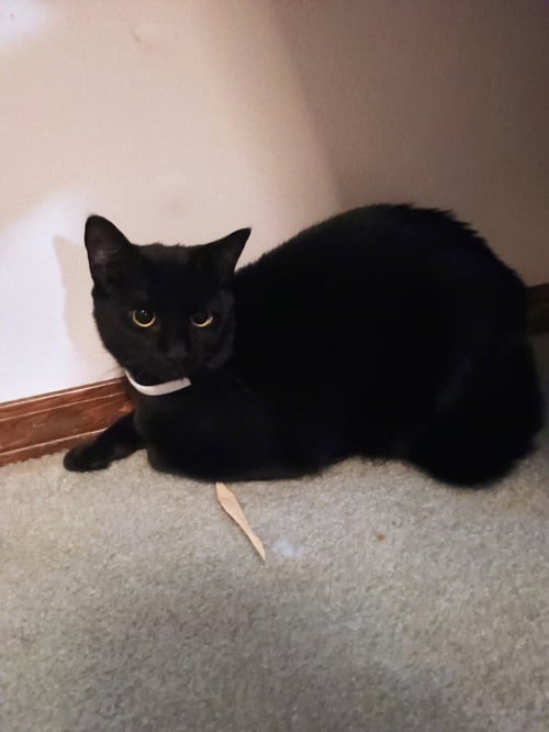 JJ - BATTY - Domestic Short Hair available for adoption