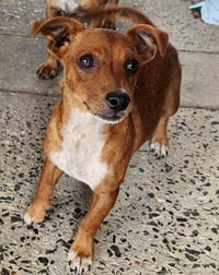 ZCL-D-Dachshund mix - Photo 2