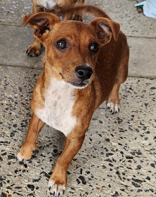 ZCL-D-DACHSHUND MIX - Dachshund / Chihuahua available for adoption
