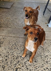 ZCL-D-Dachshund mix - Photo 3