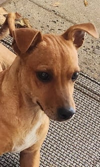 ZCL-D-Dachshund mix - Photo 1