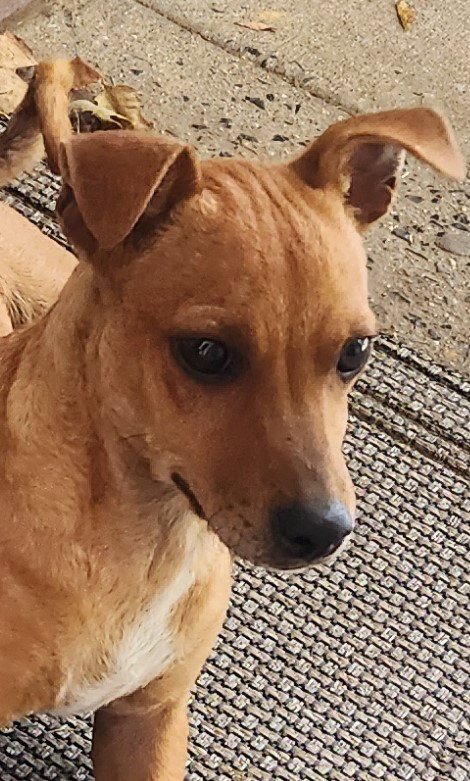 ZCL-D-DACHSHUND MIX - Dachshund / Chihuahua for adoption in Memphis