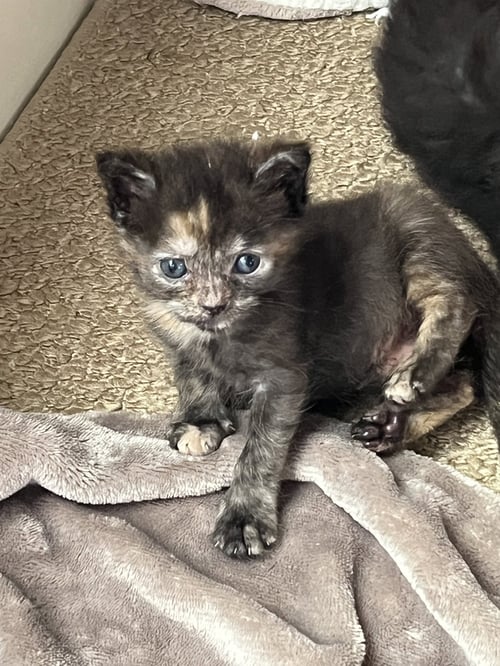 MUFFIN - Domestic Short Hair for adoption in Southaven