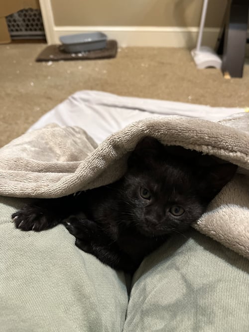 BEAN - Domestic Short Hair available for adoption