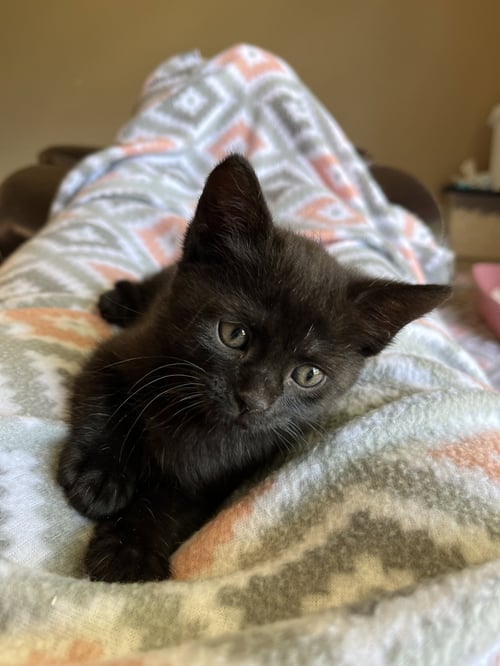 BEAN - Domestic Short Hair for adoption in Memphis
