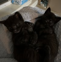Bean - Photo 3
