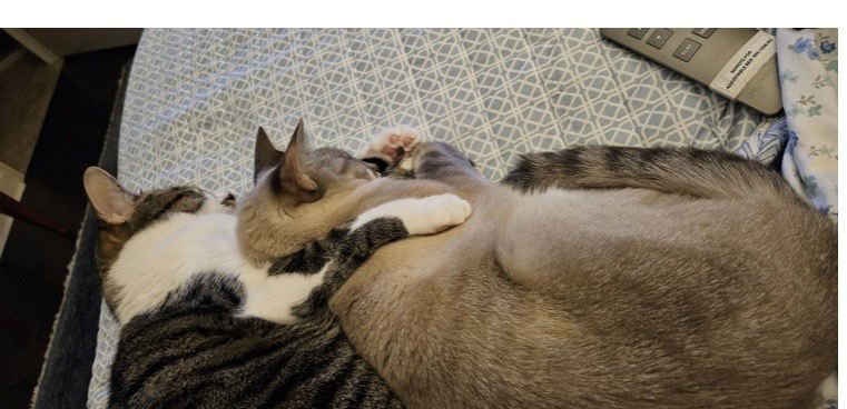 ZCL-C-MINIANDLILA - Domestic Short Hair available for adoption