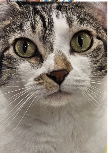 ZCL-C-MINIANDLILA - Domestic Short Hair available for adoption