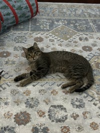 Risu - Photo 2