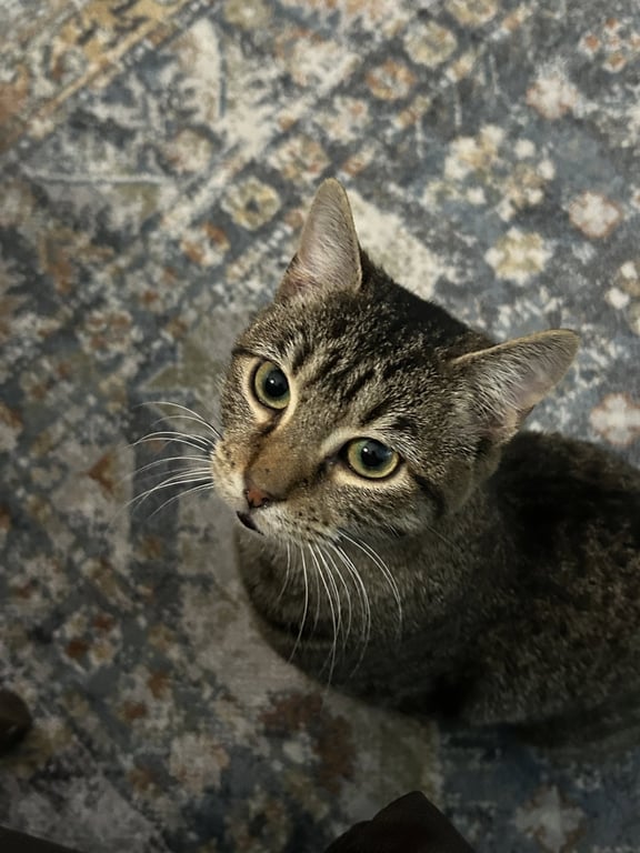 Risu Image