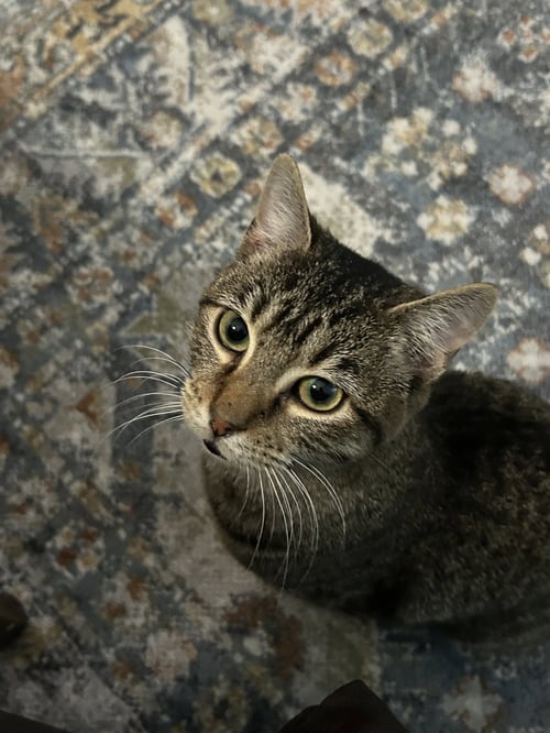 RISU - Tabby for adoption in Memphis