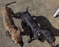 ZCL-D-Brindle - Photo 2