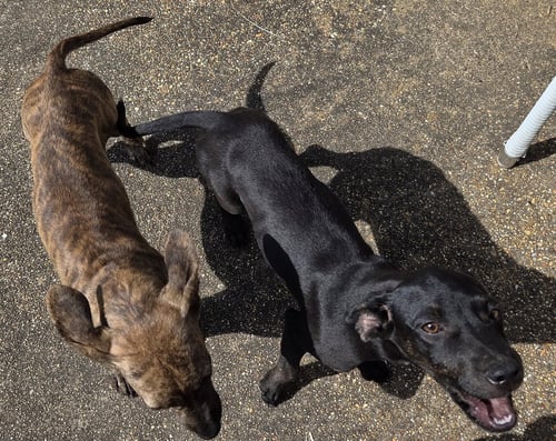 ZCL-D-BRINDLE - Plott Hound / Hound available for adoption