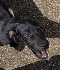 ZCL-D-Brindle - Photo 3